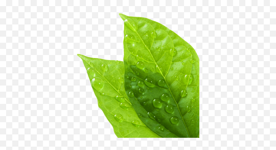 Water Drop - Leaves With Water Drop Png,Water Drop Png