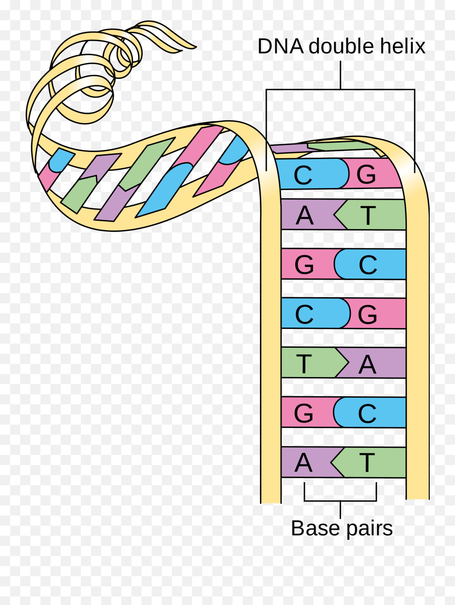 Dna Clipart Chromosome Picture 926092 - Base Pairs Match Up In Dna Png,Chromosome Png