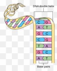 Dna Clipart Chromosome Picture 926092 - Base Pairs Match Up In png