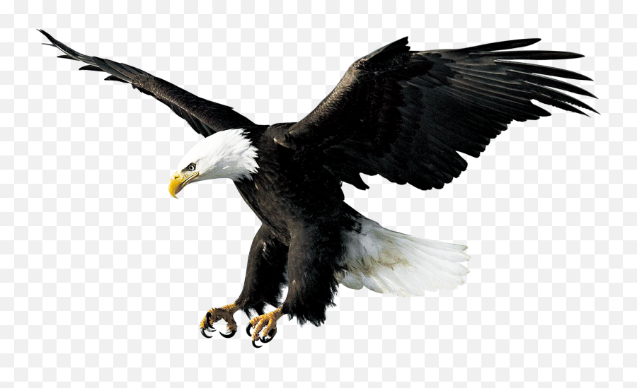 Eagle Png Hd Transparent Background - Eagle Landing White Background,Bald Eagle Transparent Background