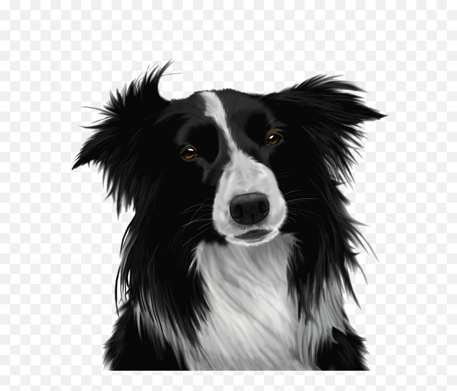 Download Border Collie Png Image For - Border Collie Puppy,Border Collie Png