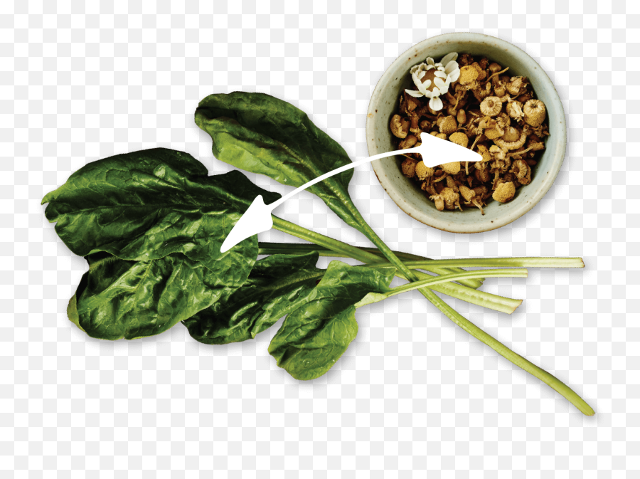 Nutram Pet Products Optimum Combinations - Spinach Png,Spinach Png