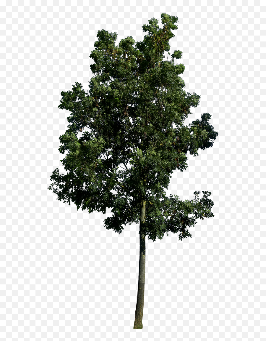 Tree Png Images Trees Nature 48png Snipstock - Trees Png,Tree Cutout Png