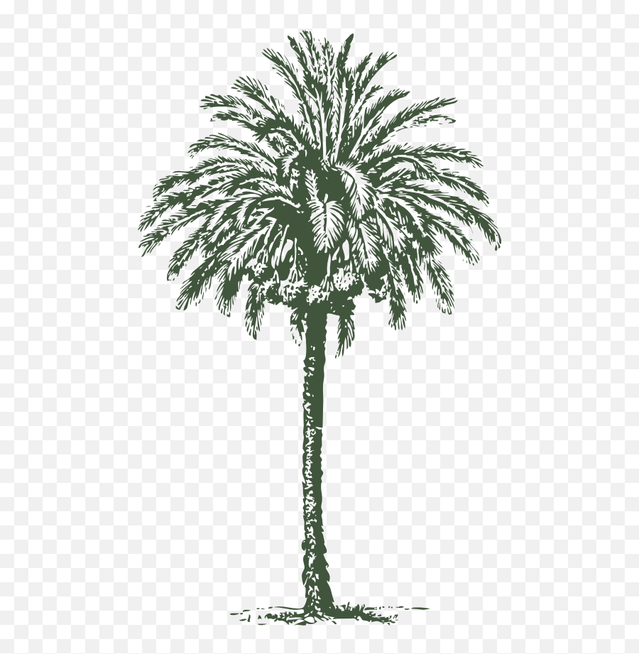 Date Palm Clipart I2clipart - Royalty Free Public Domain Arabian Palm Tree Vector Png,Palms Png