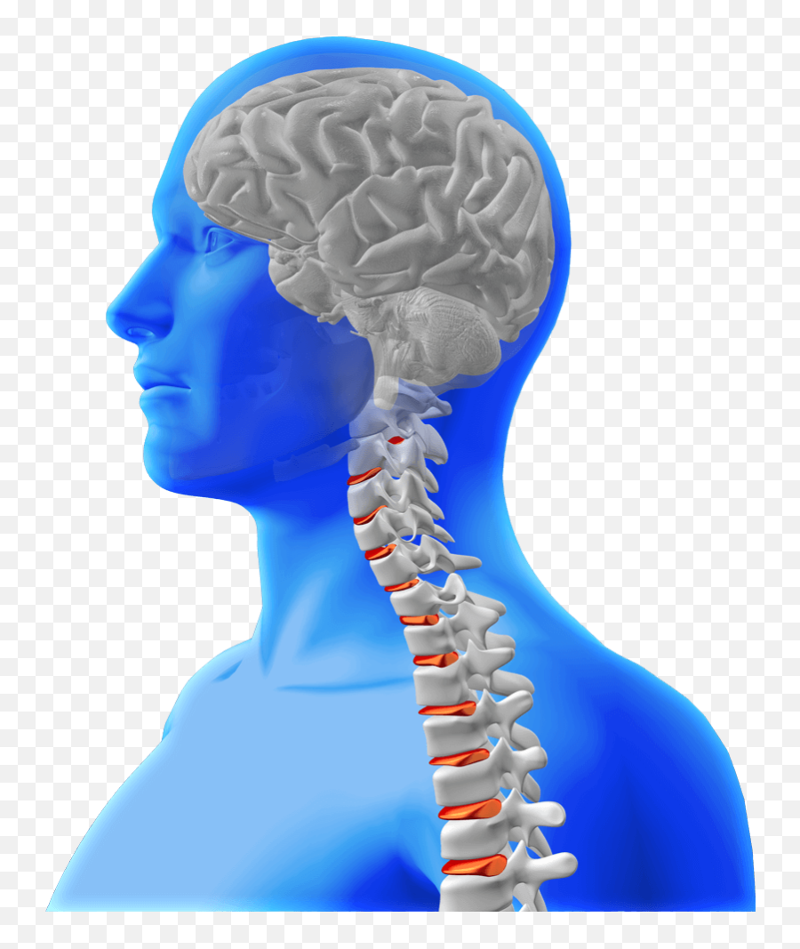 Brain - Spine3d U2013 Chiropratica Universale Mózg I Kregosup Png,Spine Png