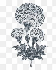 Culture U0026 Design Marigold Living - Drawing Png,Marigold Png