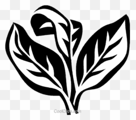 Oregano Royalty Free Vector Clip Art - Black And White Clipart Oregano Png,Oregano Png