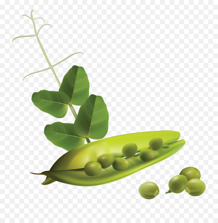 Pea Png Image For Free Download