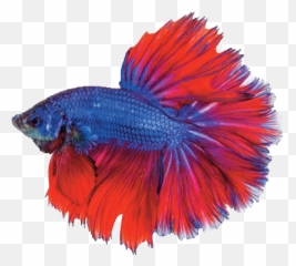 Tropical Coldwater Fish Png
