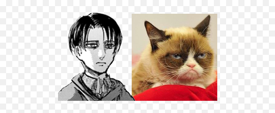Grumpy Cat Tumblr Transparent Download - Levi Ackerman Is Grumpy Cat Png,Grumpy Cat Png