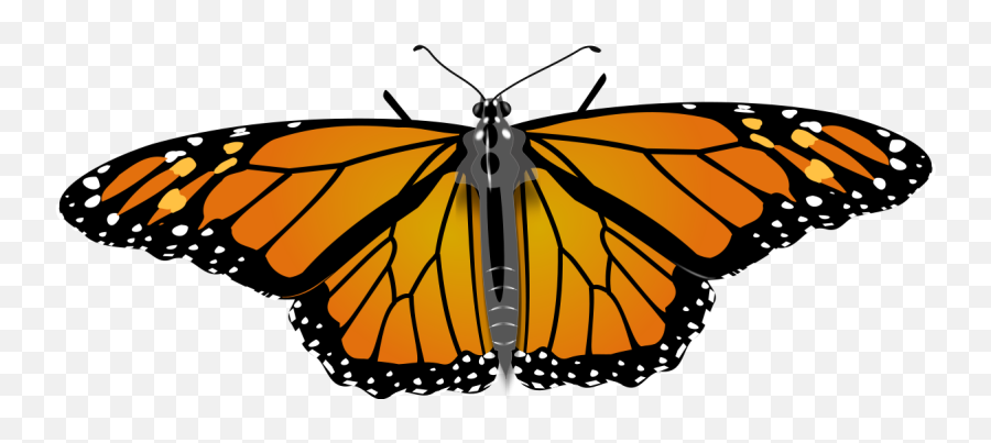 Monarch Butterfly - Monarch Butterfly Copyright Free Png,Monarch Png
