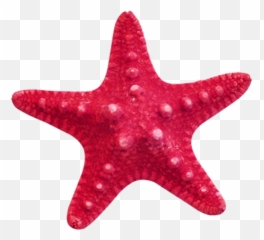 Starfish Clipart Transparent Background - Transparent Background Starfish Clipart Png,Starfish Clipart Transparent Background