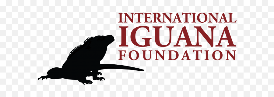 Roatán 2017 Project Report - Marine Iguana Png,Iguana Transparent Background