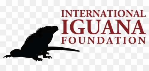 Roatán 2017 Project Report - Marine Iguana png
