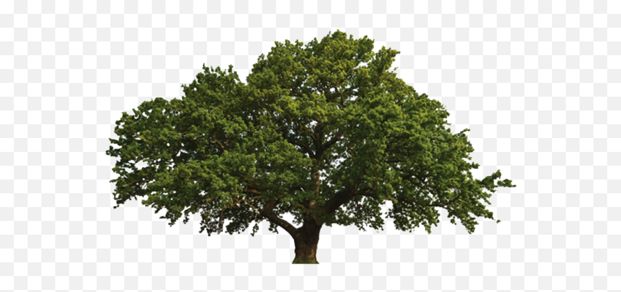 Oak Png Transparent Images All - Oak Tree In Summer,Oak Tree Png