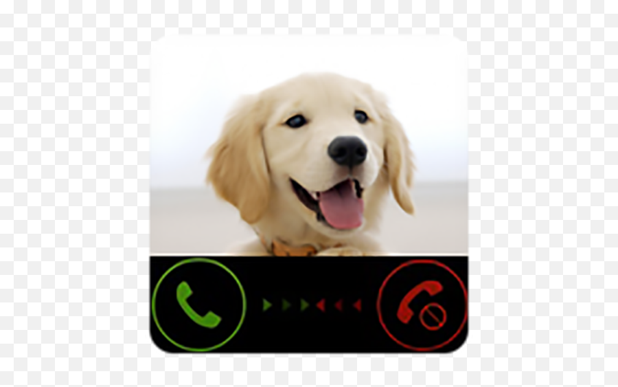 Fake Call From Dog Prank Funny Joke - Golden Retriever Potty Training Png,Funny Dog Png