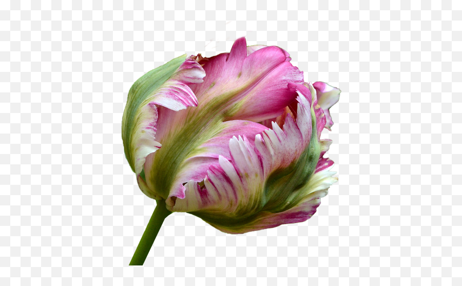 Free Photos Tulip Isolated Search Download - Needpixcom Parrot Tulip Free Png,Tulip Transparent