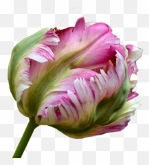 Free Photos Tulip Isolated Search Download - Needpixcom Parrot Tulip Free Png,Tulip Transparent