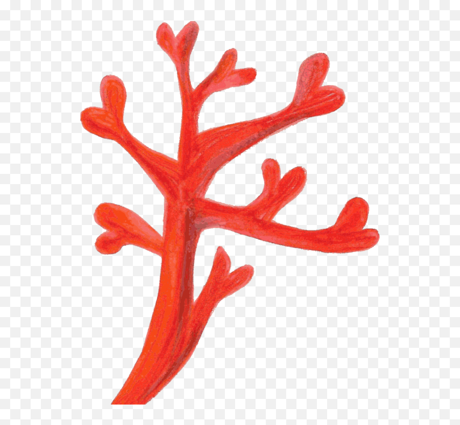Antler Organism Red Coral Png Clipart - Red Coral Transparent,Coral Png