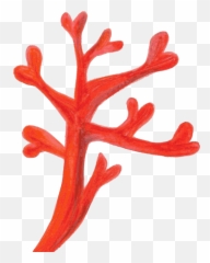 Antler Organism Red Coral Png Clipart - Transparent