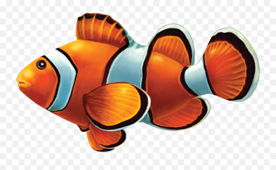 Clown Fish Png Transparent Background