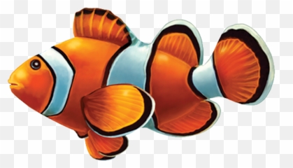Clown Fish Png Transparent Background