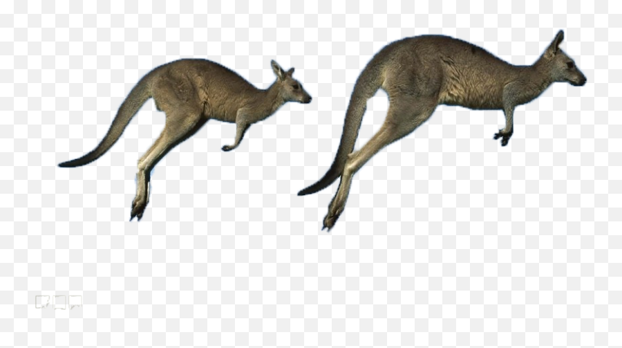 Download Australia Eastern Kangaroo Grey Running Western - Running Kangaroo Png,Kangaroo Transparent Background