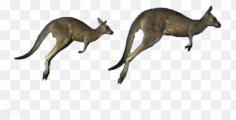 Download Australia Eastern Kangaroo Grey Running Western - Running Kangaroo Png,Kangaroo Transparent Background