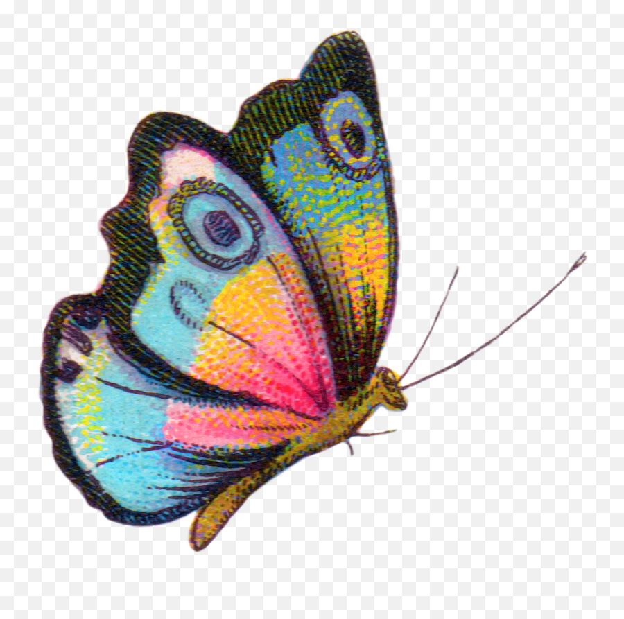 Colorful Butterfly - Butterfly Royalty Free Png,Royalty Free Png Images