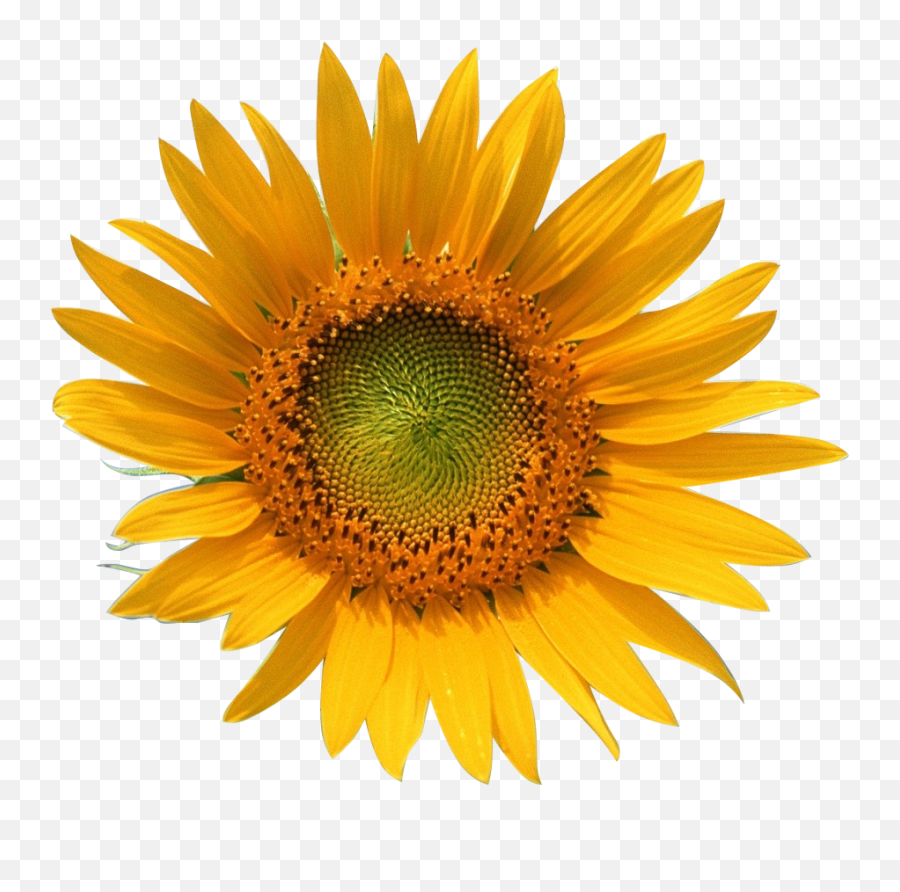 Download Free Png Transparent - Sun Flower,Transparent Sunflower