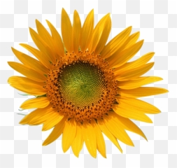Download Free Png Transparent - Sun Flower