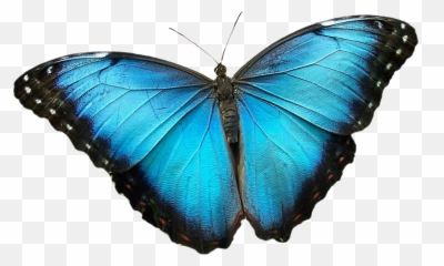 Christine Estrella Through Soul Family - Blue Morpho Butterfly Png,Mariposa Png