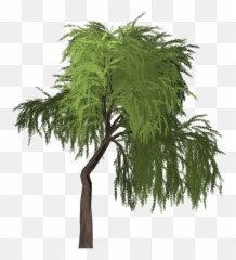 Willow Tree Green - Portable Network Graphics Png,Willow Tree Png