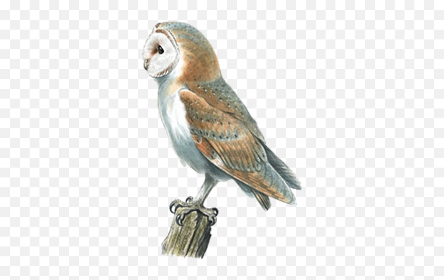 Barn Owl Swallow Bird Pellet - Barn Owl Png,Barn Owl Png