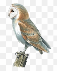 Barn Owl Swallow Bird Pellet - Barn Owl Png,Barn Owl Png