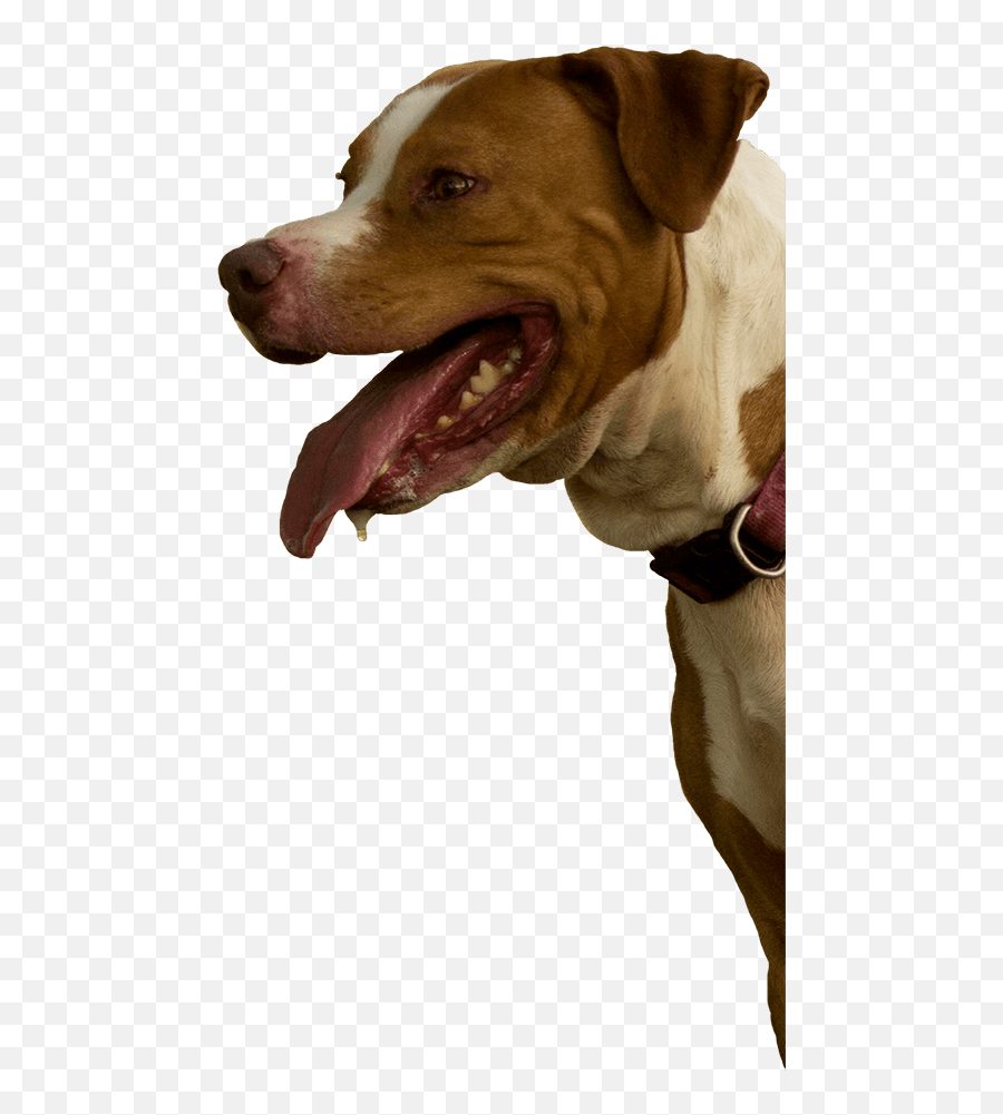 Large Dog Rescue In Bradenton Fl Forget - Menot Inc Dog Yawns Png,Pitbull Png