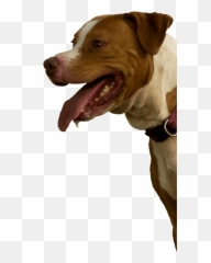 Large Dog Rescue In Bradenton Fl Forget - Menot Inc Dog Yawns Png,Pitbull Png