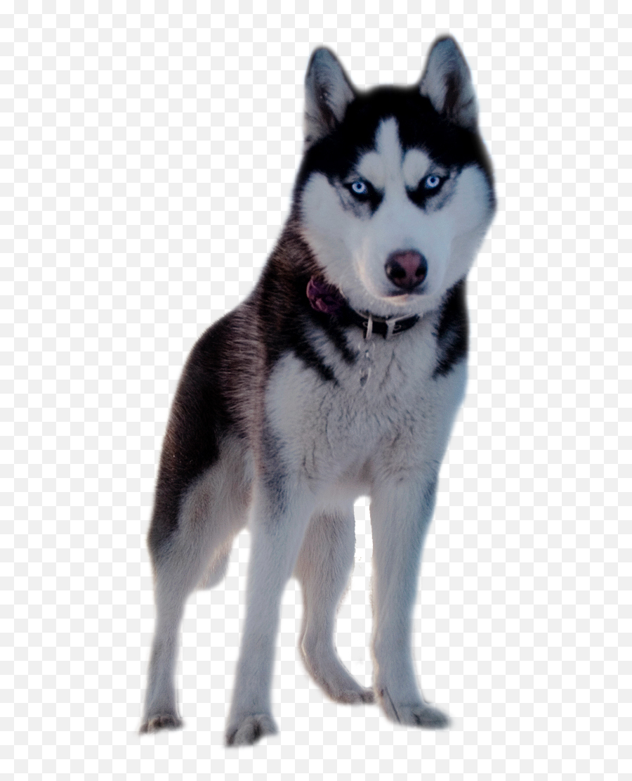 Png Background - Perra Husky,Husky Transparent