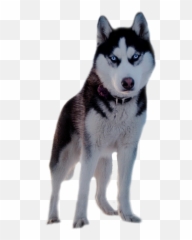 Png Background - Perra Husky,Husky Transparent