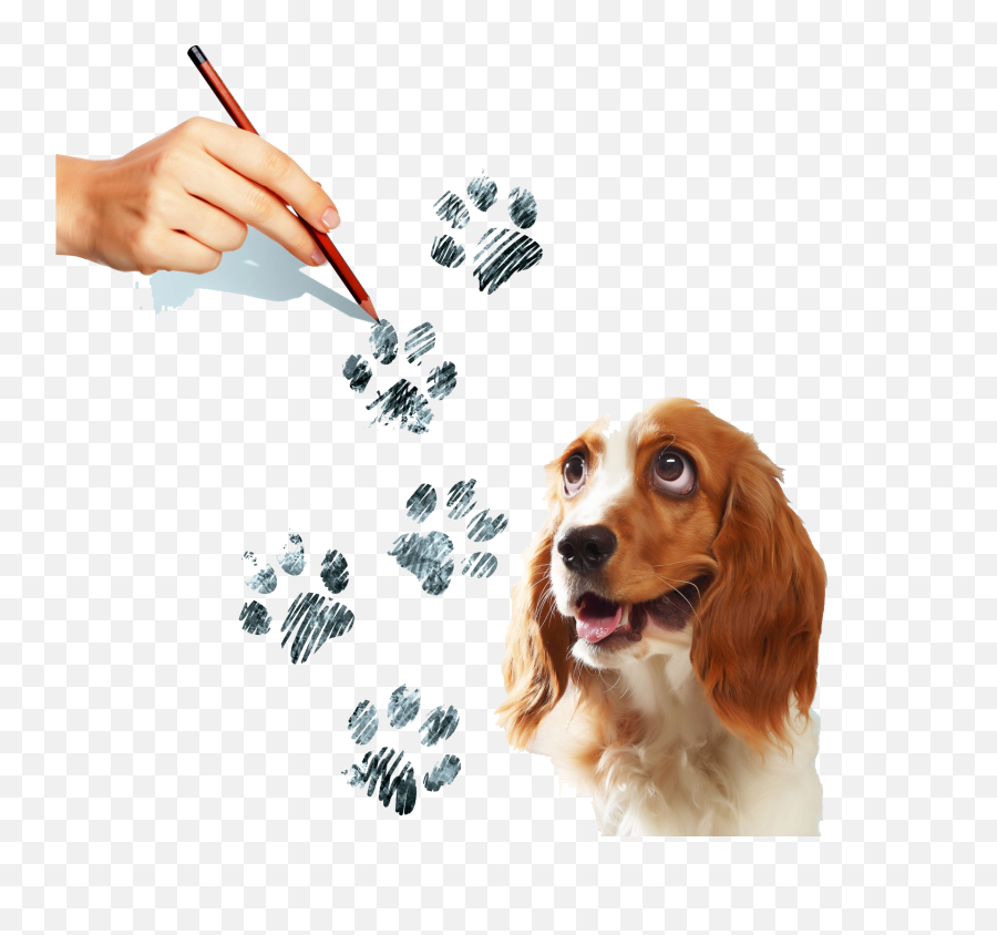 Puppy Paw Png - Beagle,Dog Paw Png