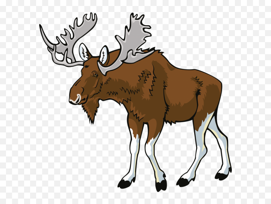 Moose Png Hd Clipart - Moose Clipart Transparent,Moose Png