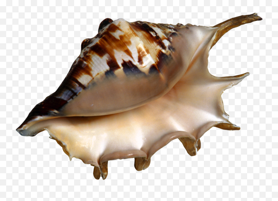 Seashells Png Imaj Free Download 32 Photo - Sankha Png,Seashells Png