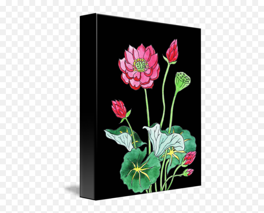 Lotus Flower Watercolor With Black - Lotus Flower Black Background Png,Lotus Flower Transparent Background