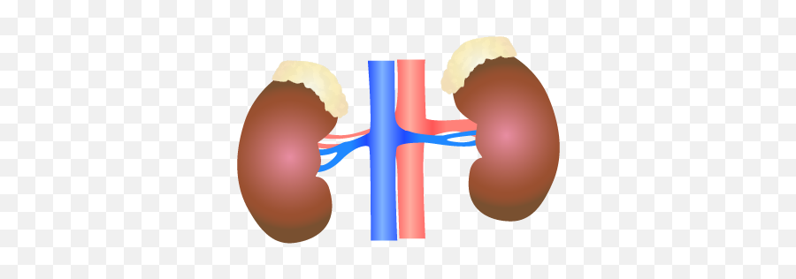 201405 Kidney - Kidney Wiki Commons Png,Kidney Png