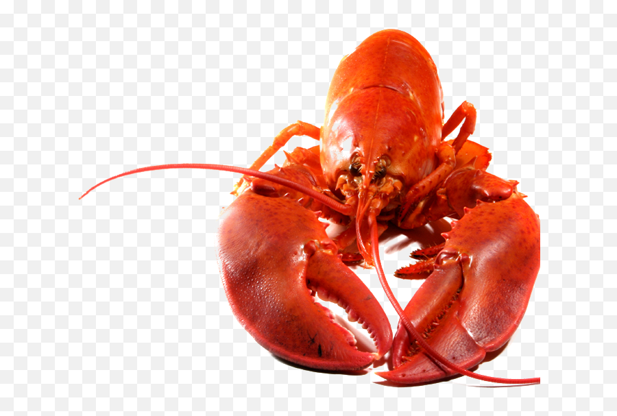 Download Lobster Png Transparent Image - Lobster Transparent Background,Lobster Png