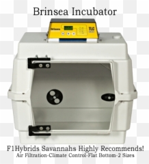 Kitten Incubator Png