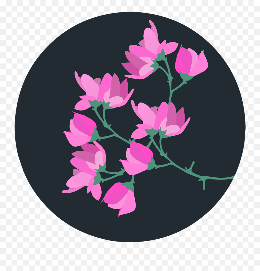 Magnolia Flower Spring - Flor Magnolia En Png,Magnolia Png