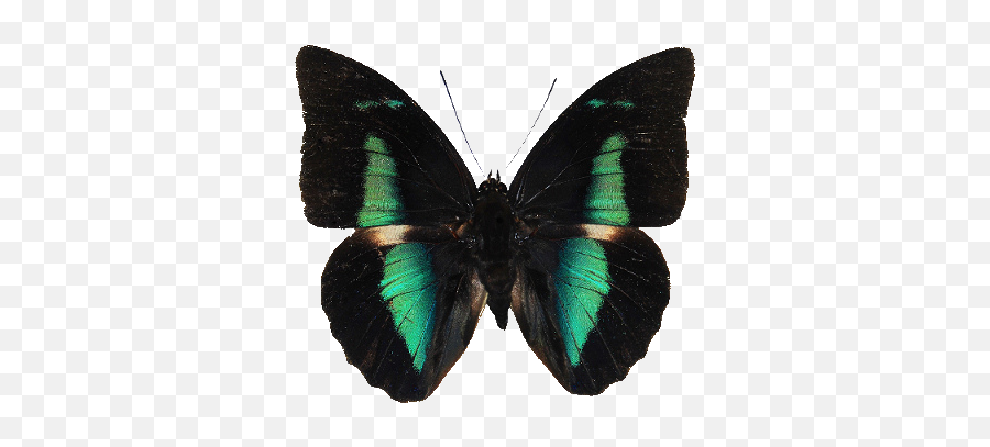 Png Transparent Bossi65 - Butterfly Black And Green Png,Transparent Animals