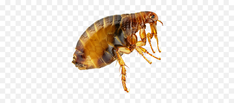 Flea Transparent Png Image - Flea Png,Flea Png