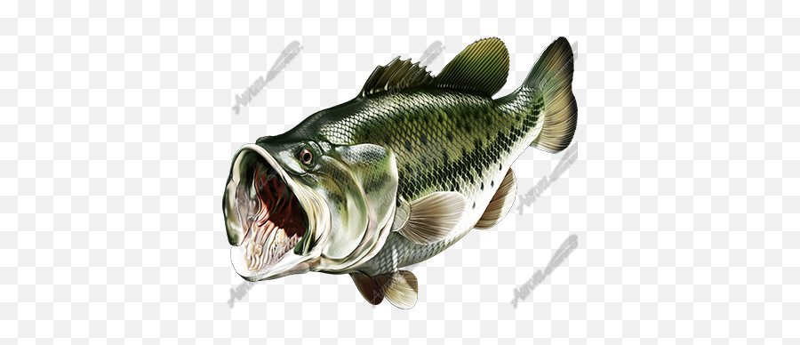 Download Hd Largemouth Bass Transparent - Bass Fish Bass Transparent Background Png,Largemouth Bass Png
